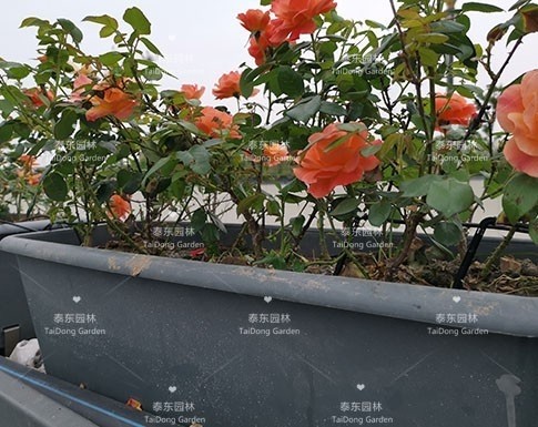 戶(hù)外高架花箱