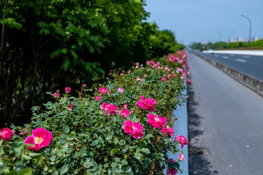 花箱